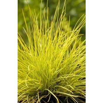 Festuca glauca 'Golden Toupee' - P9