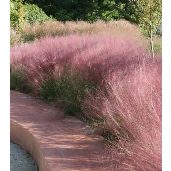 Muhlenbergia capillaris - P9 - 40/60 cm