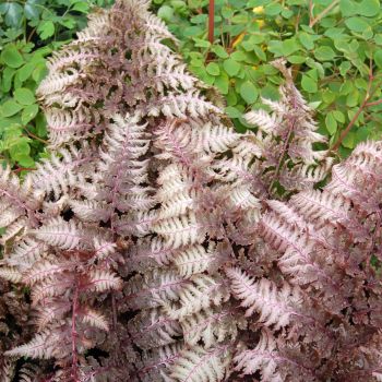 Athyirium niponicum 'Burgundy Lace' - C2L - 15/20 cm