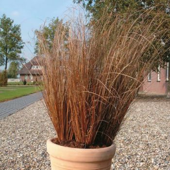 Carex 'Red Rooster' - C4L- 30/40 cm