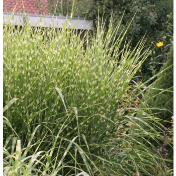 Miscanthus sinensis 'Strictus' - C2L