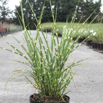 Miscanthus sinensis 'Strictus Dwarf' - C2L