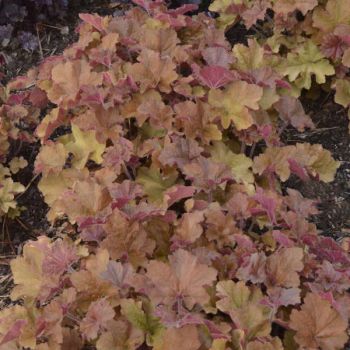 Heuchera 'Caramel' - P15 - 20/25 cm