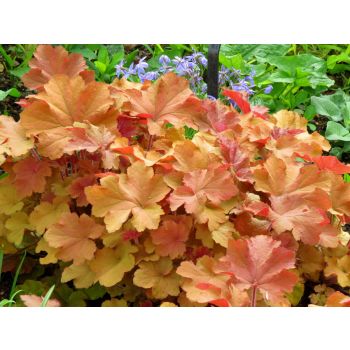 Heuchera 'Caramel' - C3 L - 25/35 cm