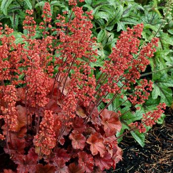 Heuchera 'Cherry Cola' - C3L