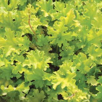 Heuchera 'Lime Marmelade' - C2L - 10/20 cm