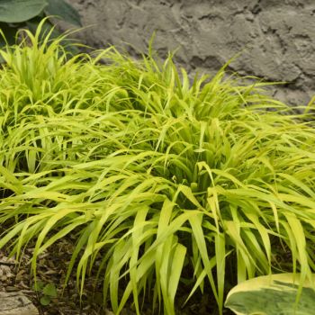 Hakonechloa Macra 'All Gold' - C2L - 20/30 cm