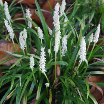 Liriope muscari 'Monroe White' - P15 - 20/30 cm