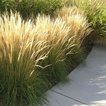 Calamagrostis acutiflora 'Karl Foerster' - P13