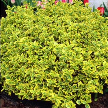 Euonymus for. 'Emerald Gold' - P15 - 20/30 cm