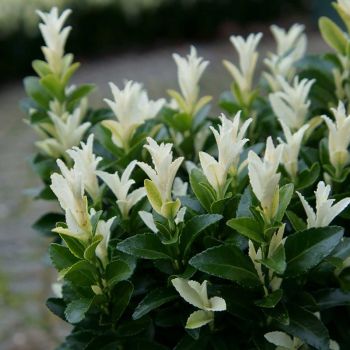 Euonymus jap. 'Paloma Blanca' - C4 L - 40/50 cm