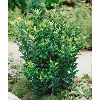 Euonymus japonicus 'Green Spire' - C2L - 20/30 cm