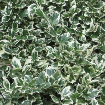 Euonymus for. 'Emerald Gaiety' - P15 - 20/40 cm