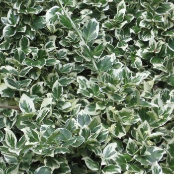 Euonymus for. 'Emerald Gaiety' - C4L