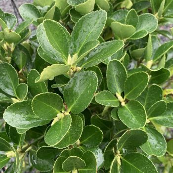 Euonymus japonicus - C3L - 30/50 cm