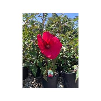 Hibiscus 'Fireball' - C3L - 30/40 cm