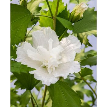 Hibiscus syriacus 'Flower Tower White' - C2L - 80/100 cm