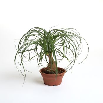 Nolina recurvata (Beaucarnea) - saksija 17 cm / visina 50 cm