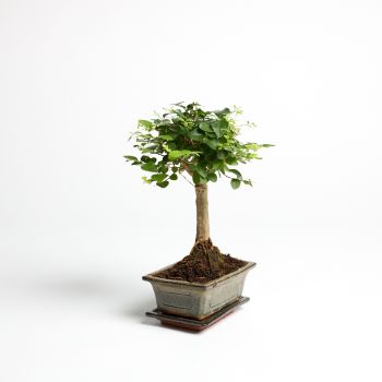 Bonsai - mix - saksija 15 cm / visina 25 cm