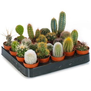 Cactus mix - saksija 5 cm / visina 10 cm