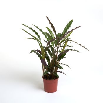 Calathea - mix - saksija 12 cm / visina 40 cm