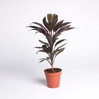 Cordyline fruticosa 'Tango' - saksija 13 cm /  visina 55 cm