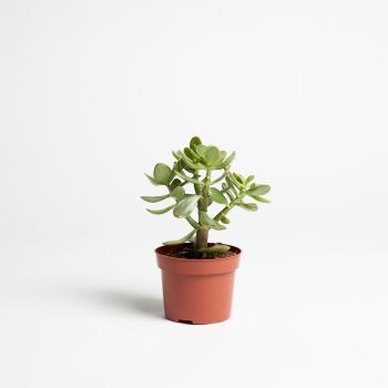 Crassula ovata - saksija 12 cm / visina 25cm