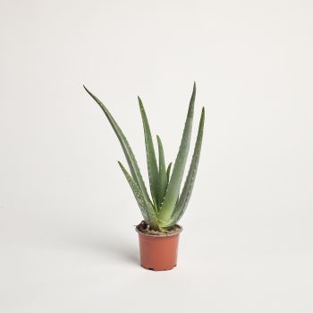 Aloe vera - saksija 10 cm / visina 30 cm