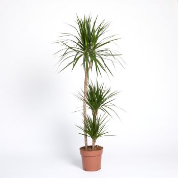 Dracaena marginata - mix - 75-45-15 - saksija 24 cm / visina 150 cm