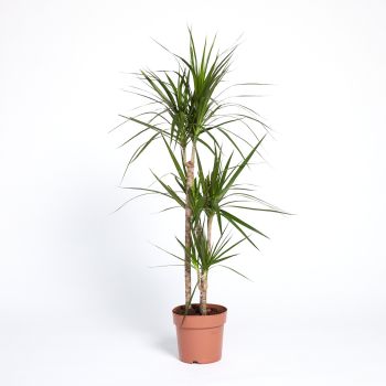 Dracaena marginata - mix - 60-30-15 cm - saksija 21 cm / visina 120 cm