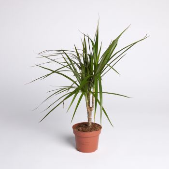 Dracaena marginata - mix - saksija 11 cm / visina 45 cm