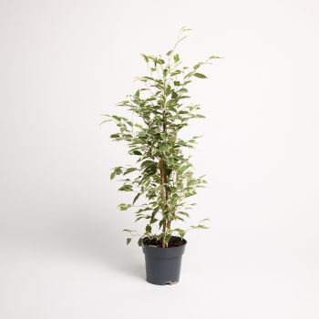 Ficus benjamin - mix - saksija 17 cm / visina 75 cm