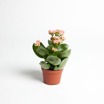 Kalanchoe - mix boja - saksija 10 cm / visina 23 cm