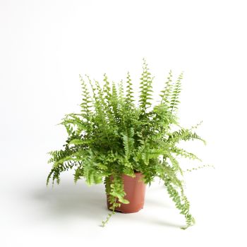 Nephrolepis exa. 'Green Lady' - saksija 12 cm / visina 40 cm