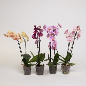 Phalaenopsis mix - budget - 2 grane - saksija 12 cm / visina 60 cm