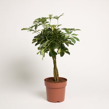 Schefflera arboricola 'Compacta' - stam - saksija 21 cm / visina 70 cm