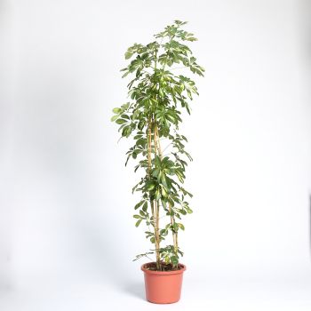 Schefflera arboricola 'Gold Capella' - saksija 32 cm / visina 180 cm