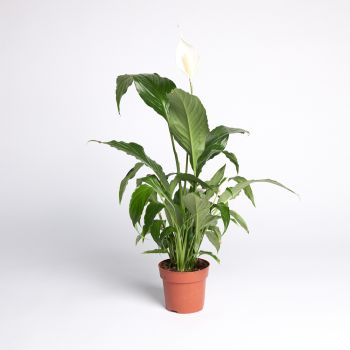 Spathiphyllum - saksija 13 cm / visina 50 cm