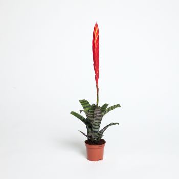 Vriesea 'Era' - saksija 09 cm / visina 50 cm