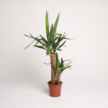 Yucca eleph. toef 45-20 - saksija 17 cm / visina 80 cm - 45-20