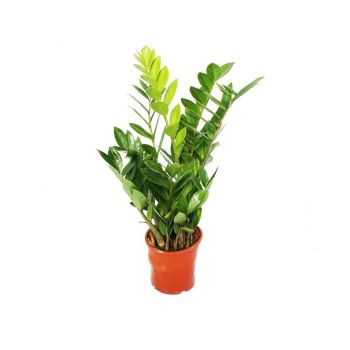 Zamioculcas zamiifolia - saksija 17 cm / visina 60 cm