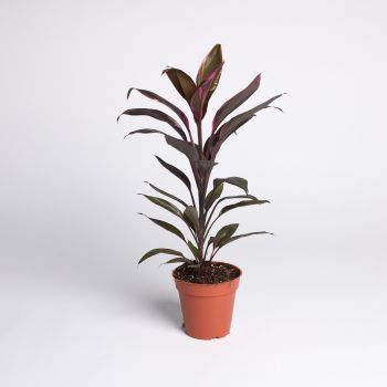 Cordyline fruticosa mix - saksija 13 cm /  visina 55 cm