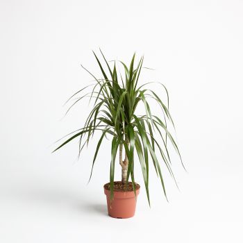 Dracaena marginata - mix - saksija 12 cm / visina 45 cm