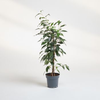 Ficus benjamin - mix - saksija 14 cm / visina 55 cm