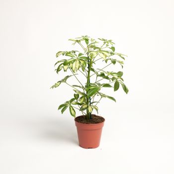 Schefflera arboricola  'Gerda' - saksija 13 cm / visina 45 cm