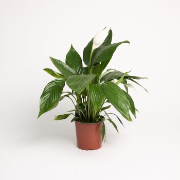 Spathiphyllum - saksija 17 cm / visina 75 cm