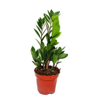 Zamioculcas zamiifolia - saksija 12 cm / visina 45 cm
