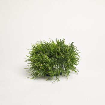 Rhipsalis - saksija 17 cm / visina 30 cm