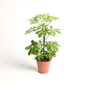 Schefflera arboricola 'Nora' - saksija 13 cm / visina 45 cm