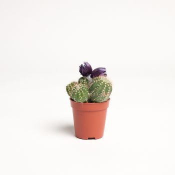 Cactus mix - saksija 5 cm / visina 10 cm - deco